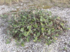 Pachystegia insignis