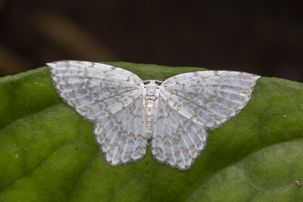 Leucodrepana