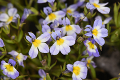 Porterella carnosula