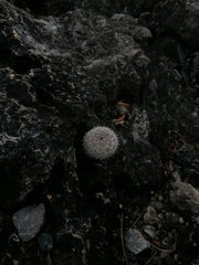 Mammillaria albilanata