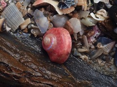 Notogibbula bicarinata