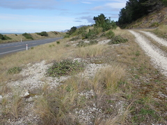 Pachystegia insignis