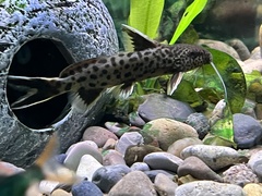 Synodontis lucipinnis