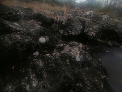 Mammillaria albilanata