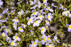 Porterella carnosula