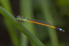 Ischnura rufostigma