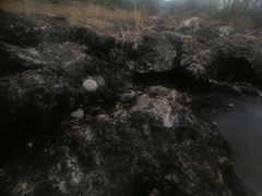 Mammillaria albilanata