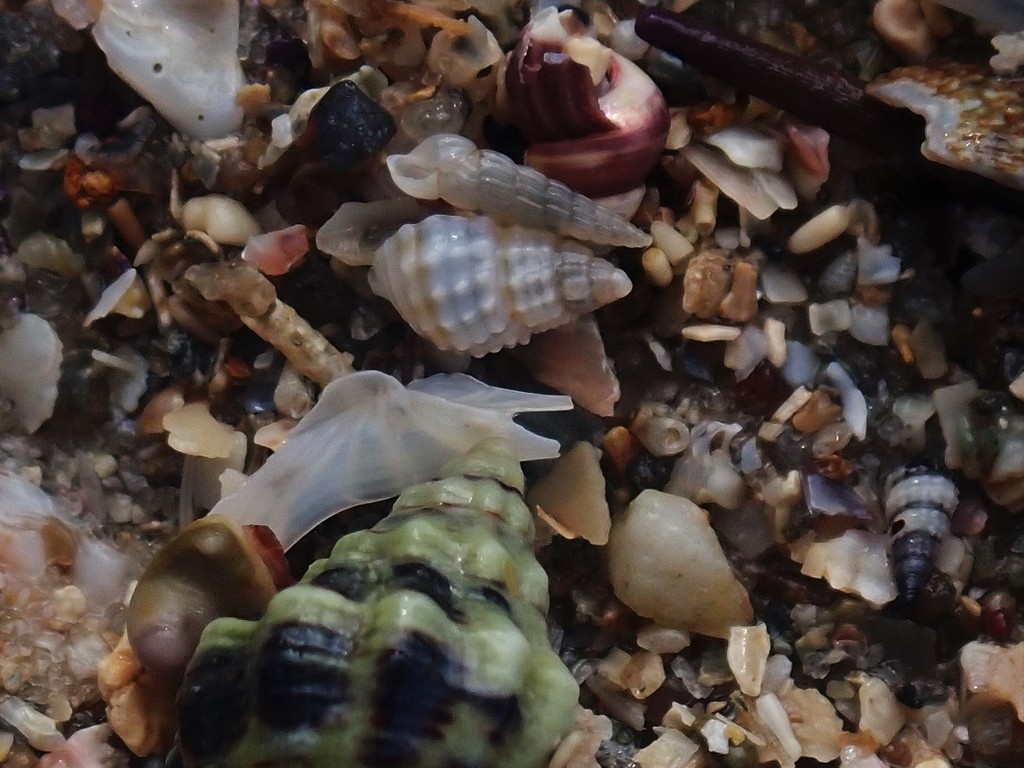 Turbonilla acicularis