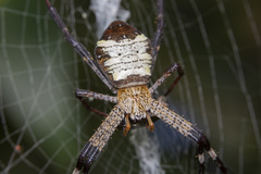 Argiope vietnamensis