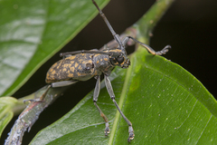 Epepeotes luscus