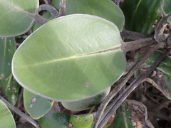 Pachystegia insignis
