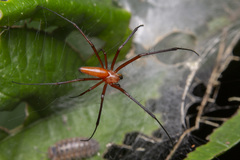 Nephila
