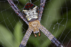Argiope vietnamensis