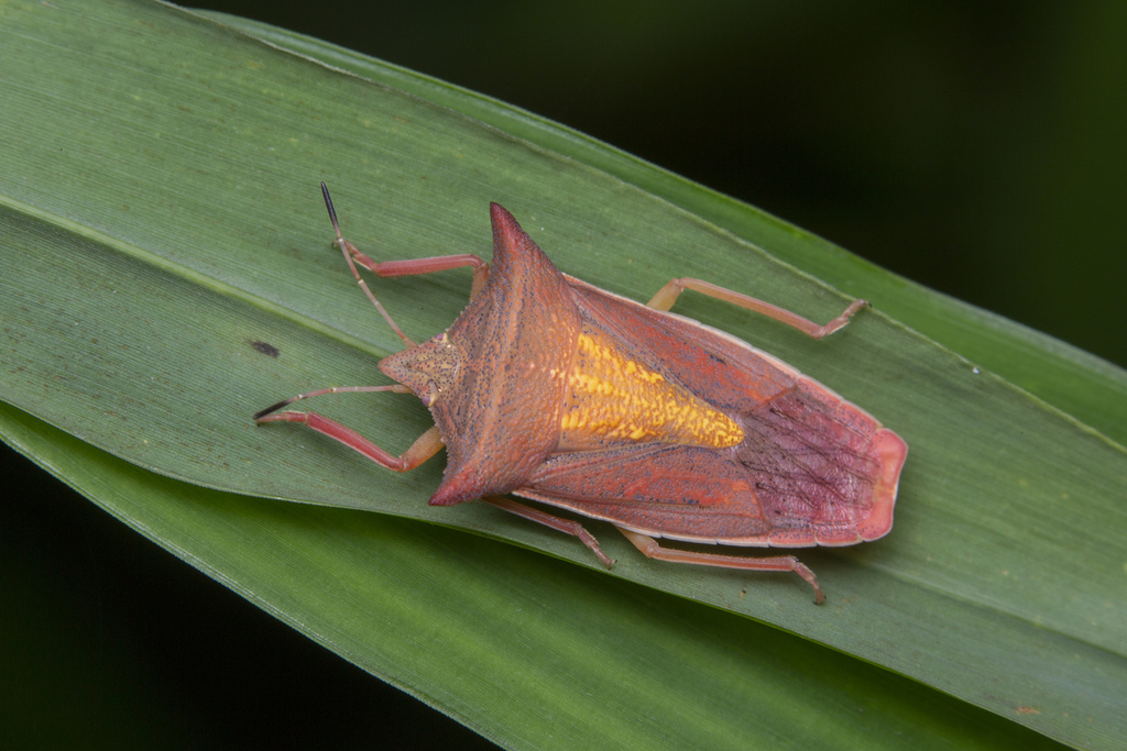 Gonopsis tonkinensis