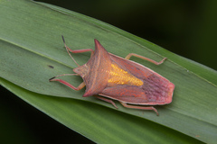 Gonopsis tonkinensis