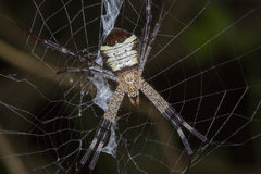 Argiope vietnamensis