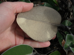 Pachystegia insignis