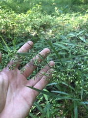 Festuca paradoxa