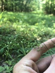 Festuca paradoxa