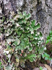 Peltigera leucophlebia