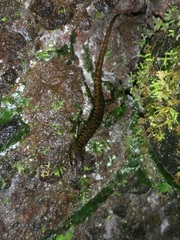 Sphenomorphus puncticentralis