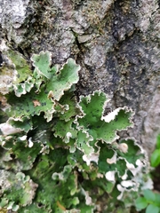 Peltigera leucophlebia