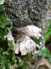Peltigera leucophlebia