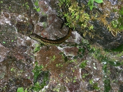 Sphenomorphus puncticentralis