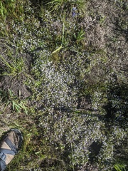 Porterella carnosula