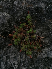 Acalypha monostachya