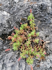 Acalypha monostachya