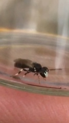 Hylaeus