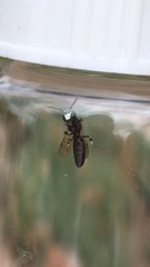 Hylaeus
