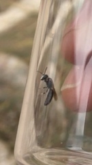 Hylaeus