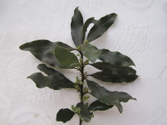 Euclea natalensis natalensis