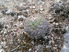 Coryphantha retusa