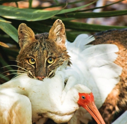 Eastern Bobcat photographed in Florida