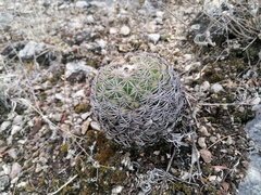 Coryphantha retusa