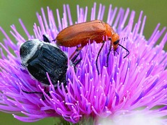 Nemognatha piazata