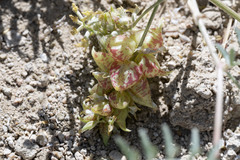 Astragalus lentiginosus albifolius
