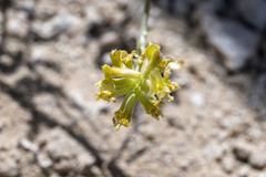Astragalus lentiginosus albifolius