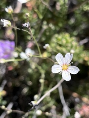 Eremogone ferrisiae