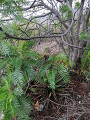 Pseudosmodingium andrieuxii