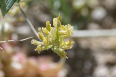 Astragalus lentiginosus albifolius