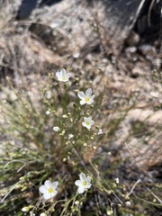 Eremogone ferrisiae