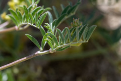Astragalus lentiginosus albifolius
