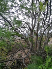 Pseudosmodingium andrieuxii