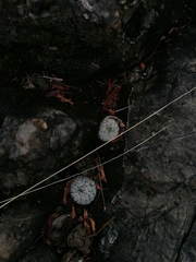 Mammillaria albilanata