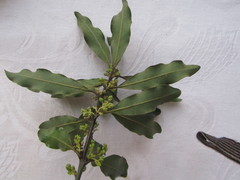 Euclea natalensis natalensis