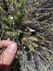 Eremogone ferrisiae